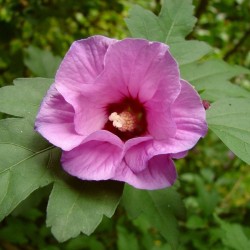 Rose Of Sharon (Hibiscus Syriacus) 50 seeds