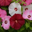 Rosemallow mixed (Hibiscus Moscheutos) 10 seeds