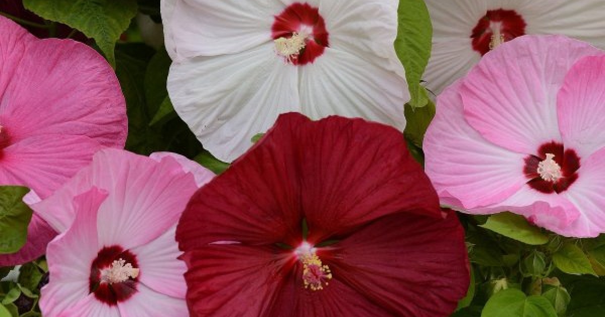 Hibiscus moscheutos Cairo Red 10 seeds Limited FREE SHIP 