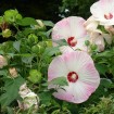 Rosemallow mixed (Hibiscus Moscheutos) 10 seeds