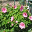 Rosemallow mixed (Hibiscus Moscheutos Moscheutos) 10 seeds