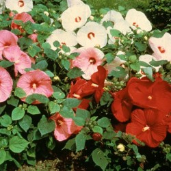 Rosemallow mixed (Hibiscus Moscheutos) 50 seeds