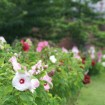 Rosemallow mixed (Hibiscus Moscheutos) 50 seeds