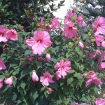 Rosemallow mixed (Hibiscus Moscheutos) 5 seeds