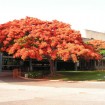 Royal Poinciana (Delonix Regia) 10 seeds