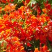 Royal Poinciana (Delonix Regia)  2 seeds