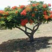 Royal Poinciana (Delonix Regia) 20 seeds