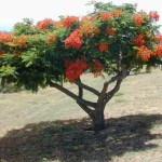 Royal Poinciana (Delonix Regia)  2 seeds