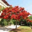 Royal Poinciana (Delonix Regia) 10 seeds