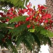 Royal Poinciana (Delonix Regia) 20 seeds