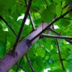 Royal Treeme, Nordmax 21 (Paulownia 9501 Hybrid) 5000 seeds