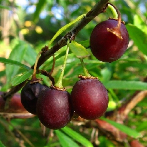 Hedge Prinsepia (Prinsepia Uniflora) 5 seeds