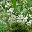 Hedge Prinsepia (Prinsepia Uniflora) 5 seeds