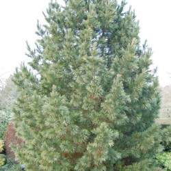 Russian Cedar (Pinus Cembra) 5 seeds