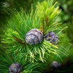 Russian Cedar (Pinus Cembra) 10 seeds