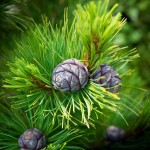 Russian Cedar (Pinus Cembra) 5 seeds