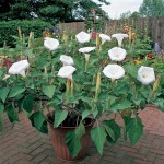 Sacred Datura (Datura Wrightii) 10 seeds