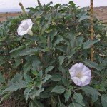 Sacred Datura (Datura Wrightii) 5 seeds