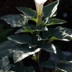 Sacred Datura (Datura Wrightii) 5 seeds