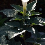 Sacred Datura (Datura Wrightii) 10 seeds