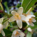 Sakaki (Cleyera Japonica) 120 seeds