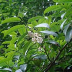 Sakaki (Cleyera Japonica) 60 seeds