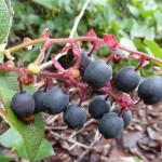 Salal / Lemon Leaf (Gaultheria Shallon) 20 seeds