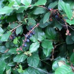 Salal / Lemon Leaf (Gaultheria Shallon) 25 seeds