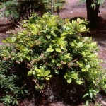 Salal / Lemon Leaf (Gaultheria Shallon) 50 seeds