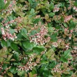 Salal / Lemon Leaf (Gaultheria Shallon) 20 seeds