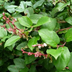 Salal / Lemon Leaf (Gaultheria Shallon) 50 seeds