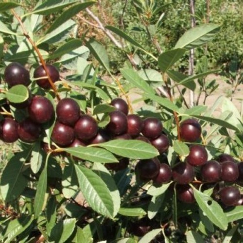 Sand Cherry (Prunus Besseyi) 5 seeds