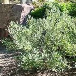 Sand Cherry (Prunus Besseyi) 5 seeds