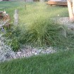 Sand Lovegrass (Eragrostis Trichodes) 50 seeds