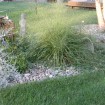 Sand Lovegrass (Eragrostis Trichodes) 50 seeds