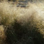 Sand Lovegrass (Eragrostis Trichodes) 100 seeds