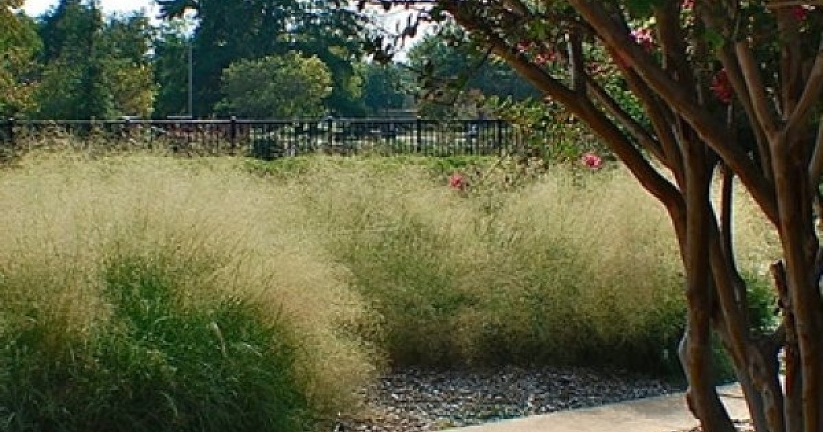 buy sand lovegrass eragrostis trichodes 100 seeds online paper with flower seeds