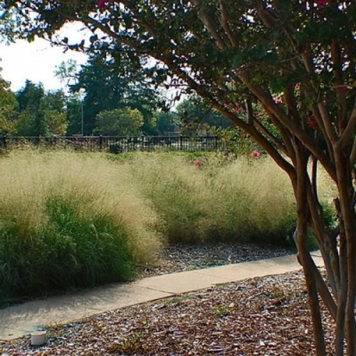 Sand Lovegrass (Eragrostis Trichodes) 400 seeds