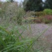Sand Lovegrass (Eragrostis Trichodes) 100 seeds