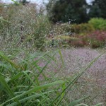 Sand Lovegrass (Eragrostis Trichodes) 50 seeds