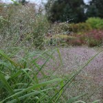 Sand Lovegrass (Eragrostis Trichodes) 400 seeds