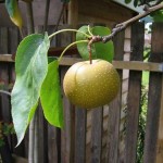 Sand Pear (Pyrus Pyrifolia) 5 seeds