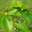 Sand Pear (Pyrus Pyrifolia) 10 seeds