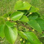 Sand Pear (Pyrus Pyrifolia) 5 seeds