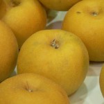 Sand Pear (Pyrus Pyrifolia) 10 seeds