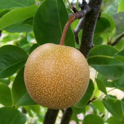 Sand Pear (Pyrus Pyrifolia) 10 seeds