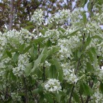 Saskatoon Serviceberry (Amelanchier Alnifolia) 5 seeds