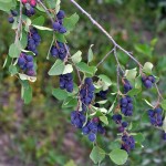 Saskatoon Serviceberry (Amelanchier Alnifolia) 5 seeds