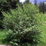 Saskatoon Serviceberry (Amelanchier Alnifolia) 5 seeds
