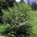 Saskatoon Serviceberry (Amelanchier Alnifolia) 15 seeds